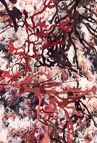 The Invasion<br> Of Hull Cove