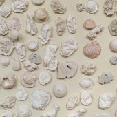 A collection of sea shells used in Joan Hall's Warming Waters art installation.