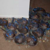 Horseshoe crab skeletons on a floor with blue paint on them