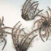 Four 3D art sculptures on a white wall