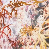 Invasion of Hull Cove Invasion of Hull Cove